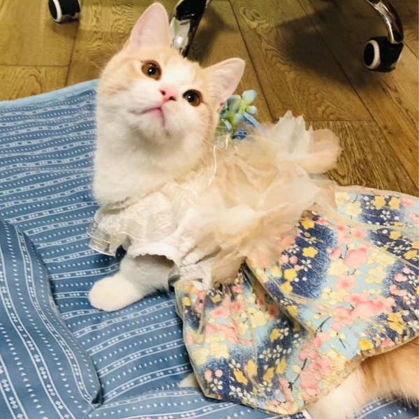 Blossom | Dreamy Sakura Lantern Dress for Cats - Image 7