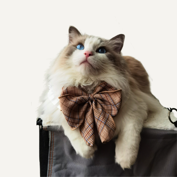 Plaid Charm｜White Ruffle Cat Collar with Classic Plaid Bow - Image 3