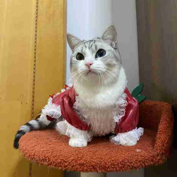 Scarlet｜Luxurious Red Tencel Christmas Dress for Cats - Image 5